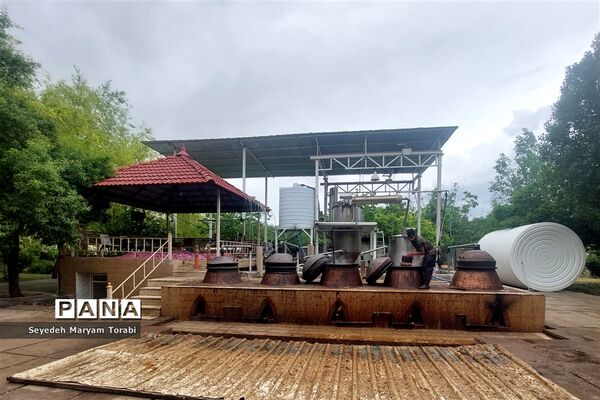 آغاز برداشت گل محمدی از باغات شهر میمند