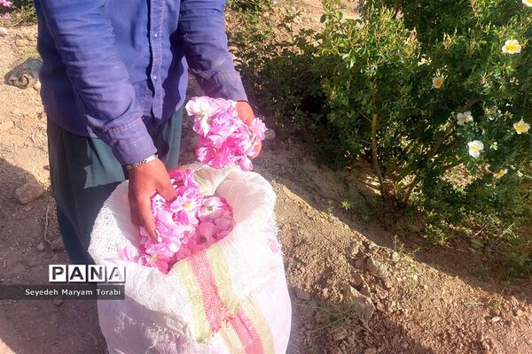 آغاز برداشت گل محمدی از باغات شهر میمند