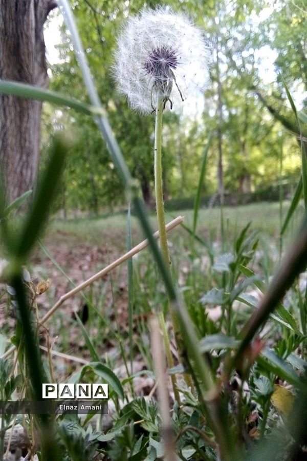طبیعت امام‌زاده بابا پیر احمد در شهرستان بن