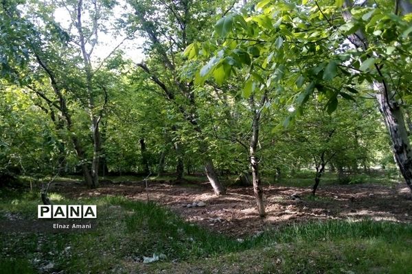 طبیعت امام‌زاده بابا پیر احمد در شهرستان بن