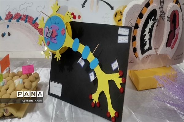 برگزاری جشنواره زیست‌شناسی در دبیرستان کوثر