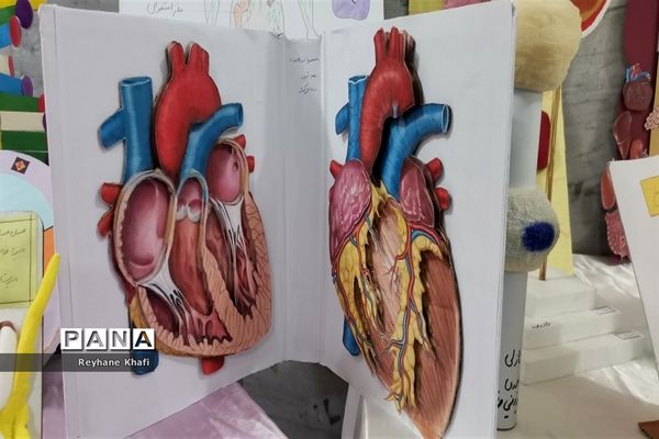 برگزاری جشنواره زیست‌شناسی در دبیرستان کوثر