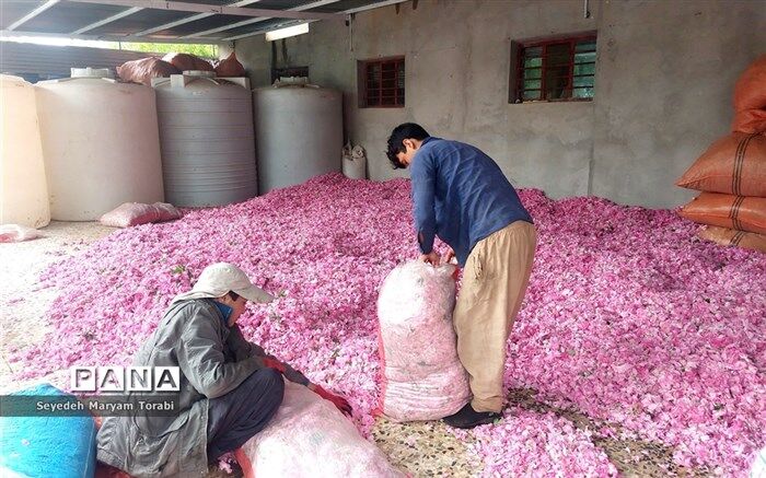 برآورد افزایش ۱۰ هزار تن تولید گل‌‌محمدی در سال جاری