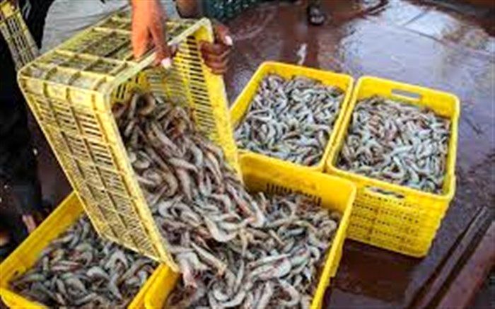 صادرات 130 میلیون دلاری میگو به 21 کشور جهان