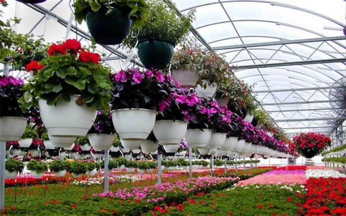 طراوت‌بخشی به شهر و ارتقای کیفیت زندگی شهروندان با توسعه صنعت گل و گیاه