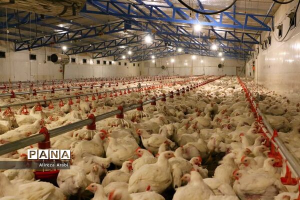 بازدید خبرنگاران از مجموعه مرغ صالحی کاشمر