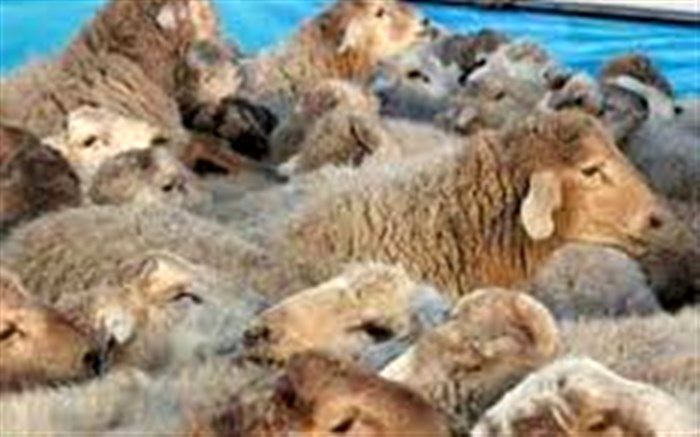 توقیف 124راس دام قاچاق در بیرجند