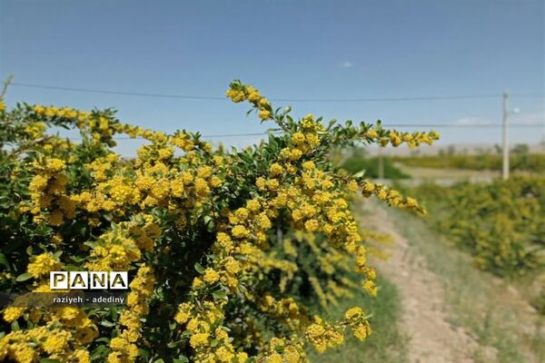 باغ زرشک روستای گسک درمیان