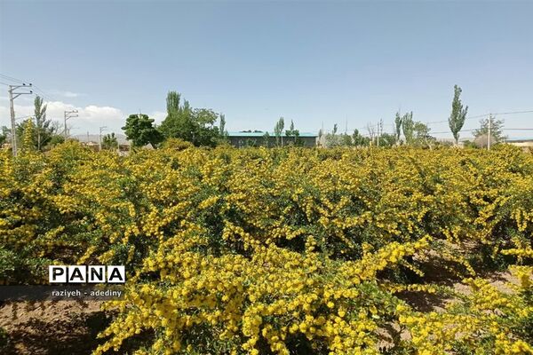 باغ زرشک روستای گسک درمیان