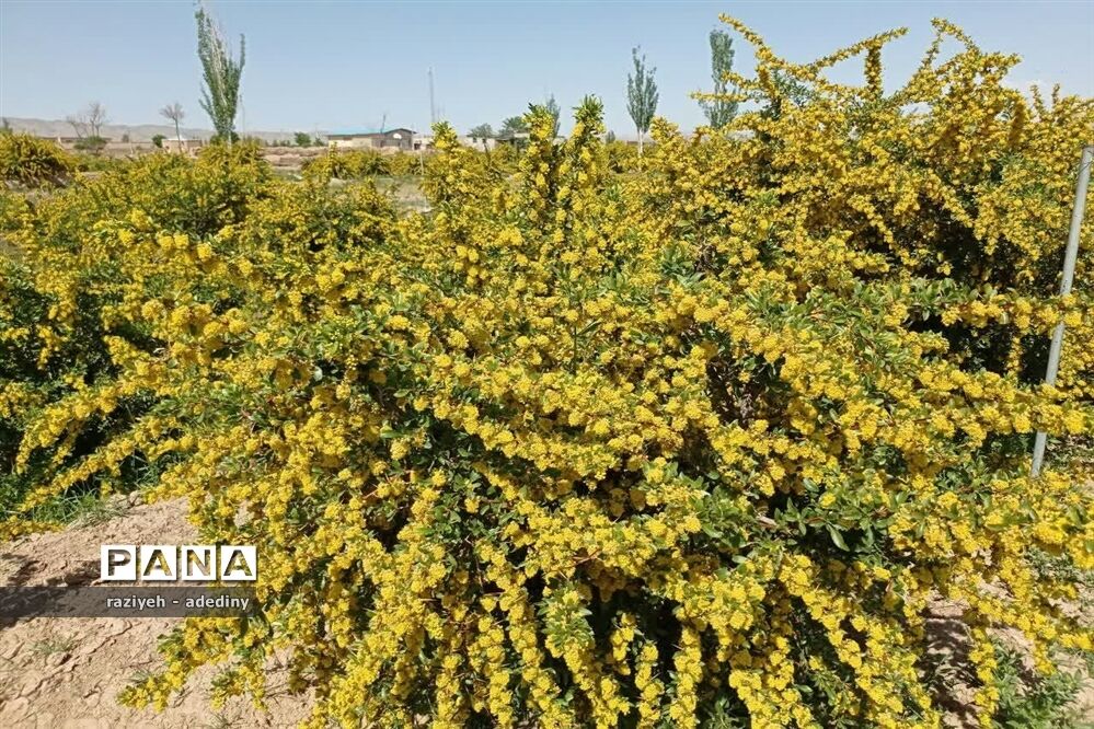 باغ زرشک روستای گسک درمیان