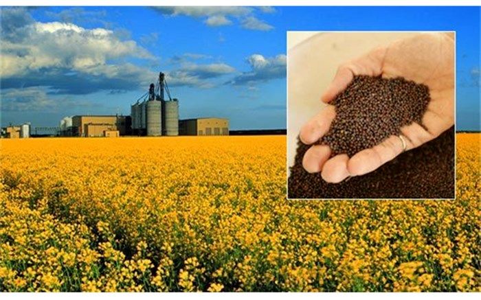 سه چالش پیش روی افزایش تولید دانه روغنی در کشور