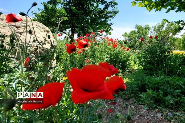 بازدید دانش‌آموزان آموزشگاه فرزانگان اسلامشهر از باغ گیاه‌شناسی ملی ایران