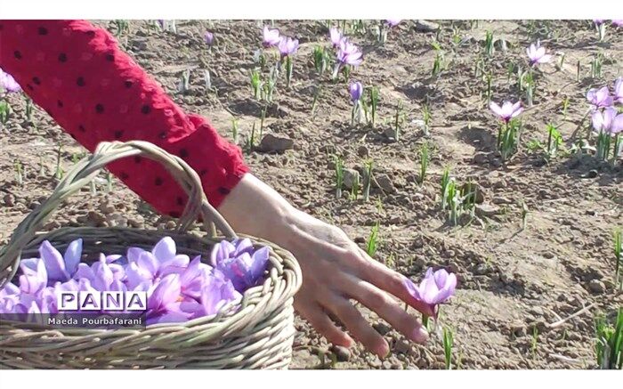 حدود 400 هزار کشاورز تحت پوشش چهارمین کاروان ترویجی قرار گرفتند