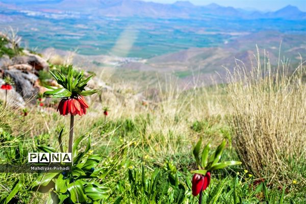 دشت لاله‌های واژگون در اراک