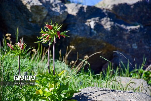 دشت لاله‌های واژگون در اراک