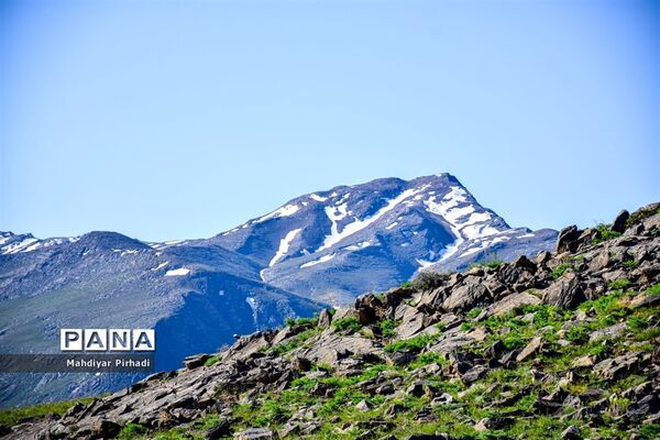دشت لاله‌های واژگون در اراک
