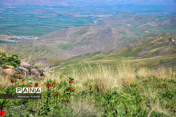 دشت لاله‌های واژگون در اراک