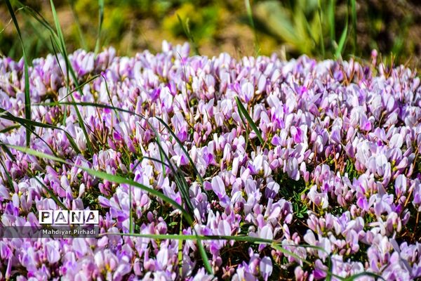 دشت لاله‌های واژگون در اراک