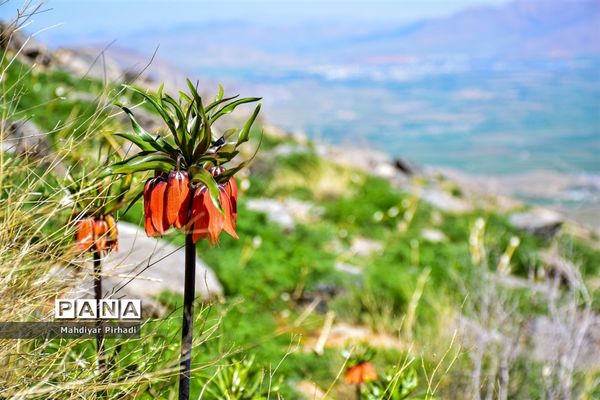 دشت لاله‌های واژگون در اراک