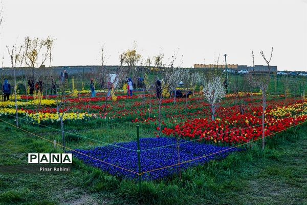 مزرعه لاله در روستای «اسپره خون» تبریز
