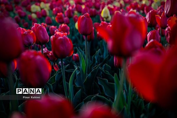 مزرعه لاله در روستای «اسپره خون» تبریز