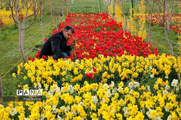 مزرعه لاله در روستای «اسپره خون» تبریز