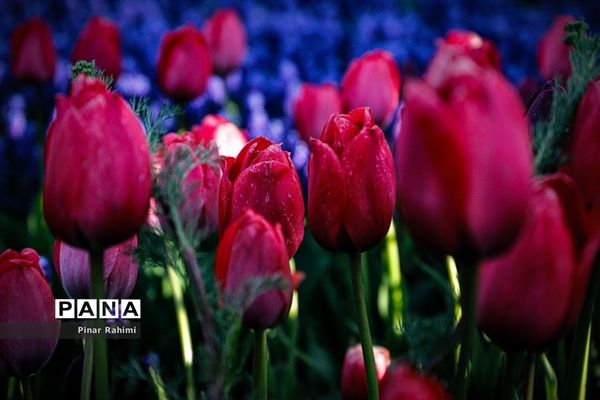 مزرعه لاله در روستای «اسپره خون» تبریز