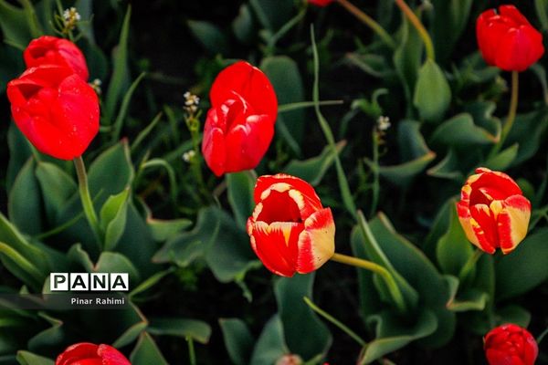 مزرعه لاله در روستای «اسپره خون» تبریز