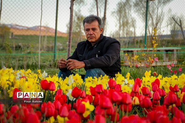 مزرعه لاله در روستای «اسپره خون» تبریز