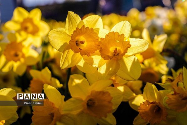 مزرعه لاله در روستای «اسپره خون» تبریز