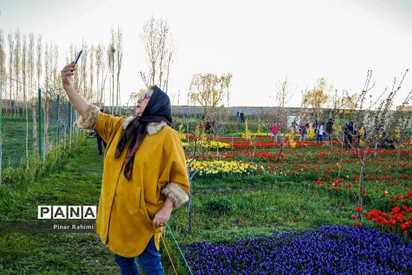 مزرعه لاله در روستای «اسپره خون» تبریز