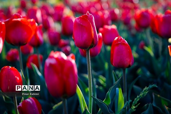 مزرعه لاله در روستای «اسپره خون» تبریز