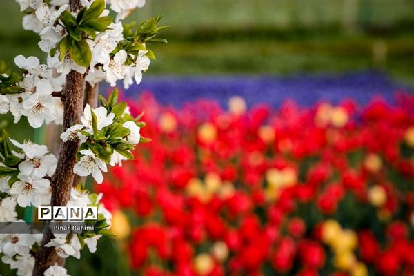 مزرعه لاله در روستای «اسپره خون» تبریز