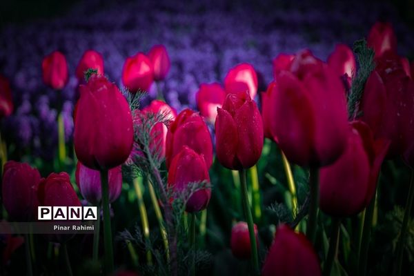 مزرعه لاله در روستای «اسپره خون» تبریز