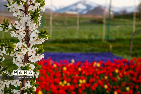 مزرعه لاله در روستای «اسپره خون» تبریز