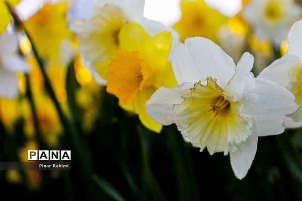 مزرعه لاله در روستای «اسپره خون» تبریز