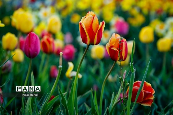 مزرعه لاله در روستای «اسپره خون» تبریز