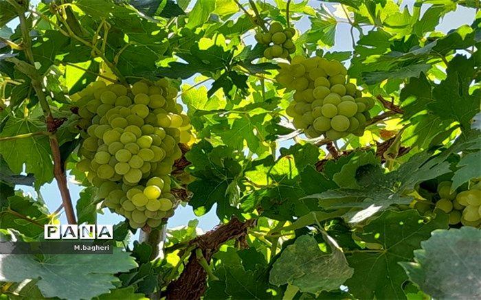 برداشت انگور سبز از باغات شهرکاج
