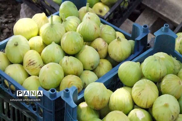 نمایشگاه انجیر، محصولات باغی و صنایع دستی در گلوگاه