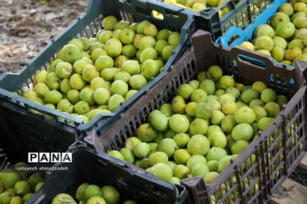نمایشگاه انجیر، محصولات باغی و صنایع دستی در گلوگاه