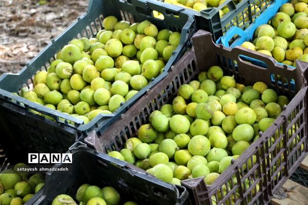 نمایشگاه انجیر، محصولات باغی و صنایع دستی در گلوگاه