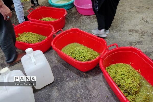 فصل آبغوره‌گیری در شیراز