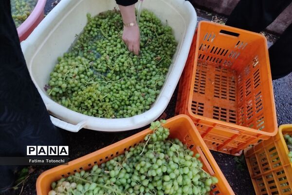 فصل آبغوره‌گیری در شیراز