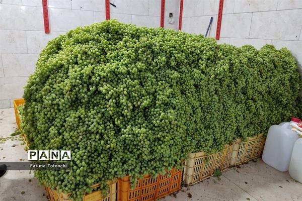 فصل آبغوره‌گیری در شیراز