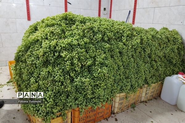 فصل آبغوره‌گیری در شیراز