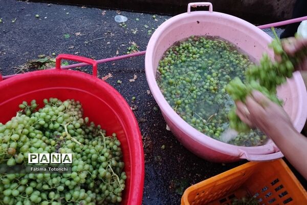 فصل آبغوره‌گیری در شیراز