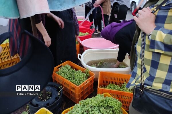 فصل آبغوره‌گیری در شیراز
