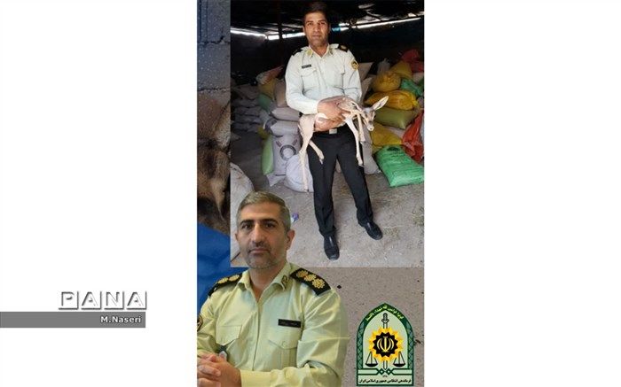 بچه آهویی توسط پلیس مانه وسملقان نجات یافت