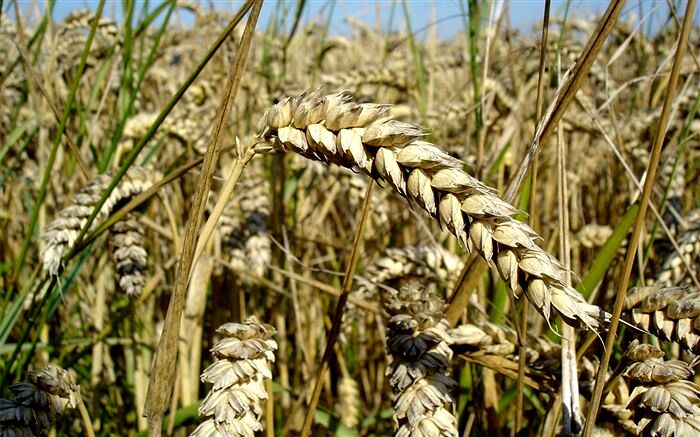 ارزش گندم‌های خریداری شده به ۱۵۰ هزار میلیارد تومان رسید