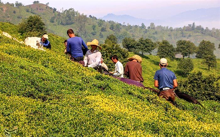 پرداخت ۱۰۰ میلیارد تومان طلب چایکاران از دولت در هفته آینده